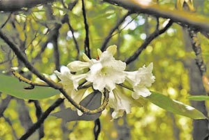 小溪洞杜鹃从濒危走向“新生”