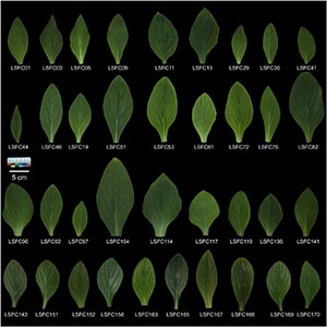 “宏观+微观”未来健康、经济补钙作物“牛耳朵”的核心种质资源