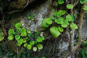 珍稀发现！苦苣苔科新物种——大化石山苣苔