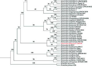 Petrocodon dahuaensis (Gesneriaceae), a new species from the limestone area of Guangxi, China