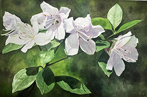 我园植物科学画荣获首届“冯澄如杯”科学画展一等奖